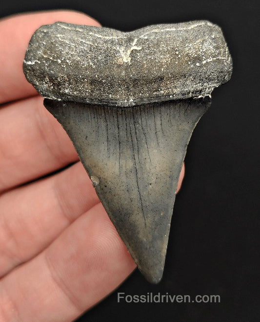 2.22" Fossil Hastalis Mako Shark Tooth – Venice, Florida | Fossil Driven - Fossil Driven