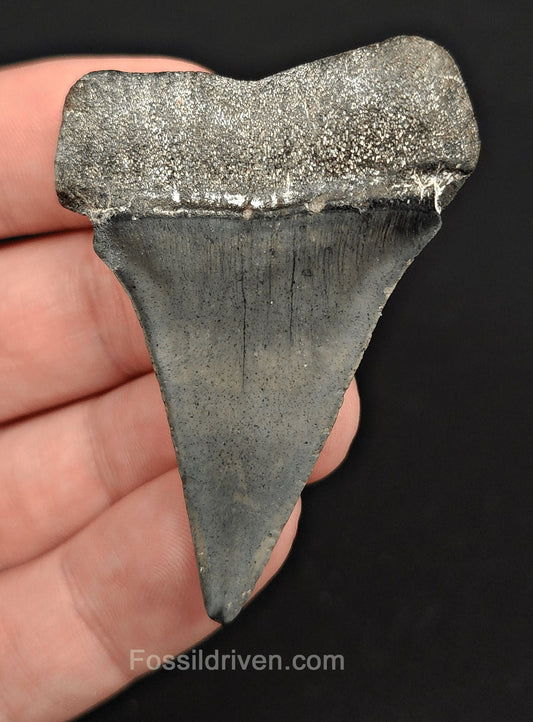 2.22" Fossil Hastalis Mako Shark Tooth – Venice, Florida | Fossil Driven - Fossil Driven