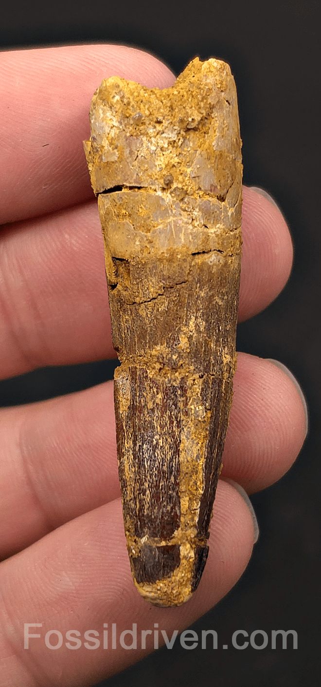 2.22" Fossil Spinosaurus Tooth - Real Dinosaur Tooth - Fossil Driven