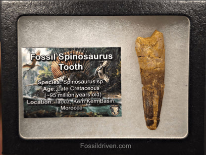 2.22" Fossil Spinosaurus Tooth - Real Dinosaur Tooth - Fossil Driven