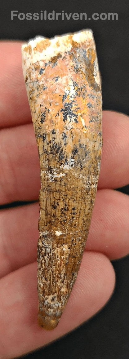 2.23" Authentic Spinosaurus Tooth - Real Dinosaur Tooth - Fossil Driven