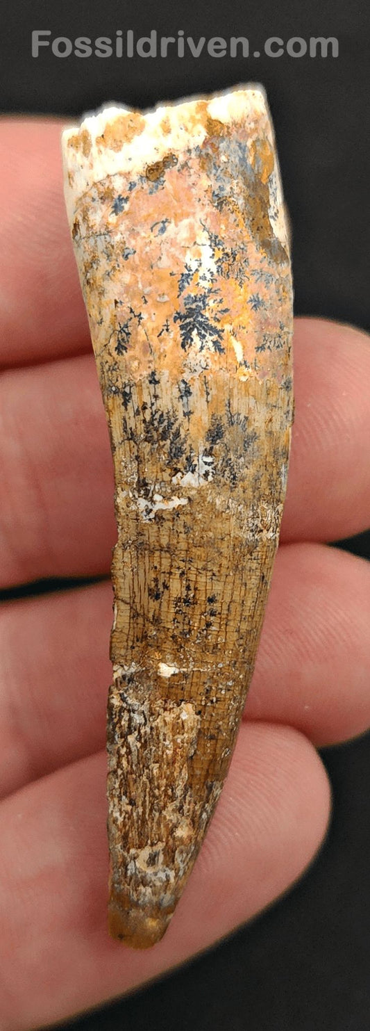 2.23" Authentic Spinosaurus Tooth - Real Dinosaur Tooth - Fossil Driven