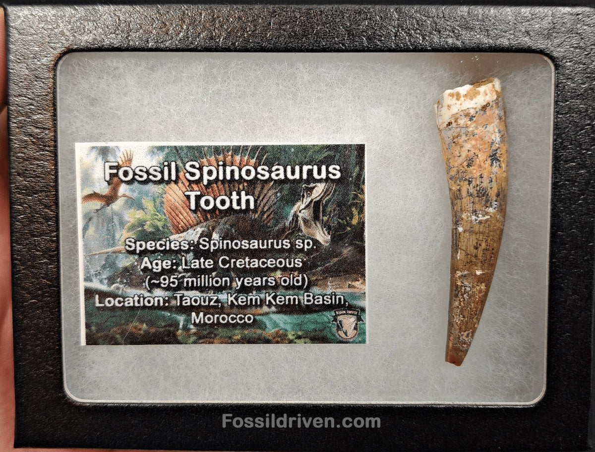 2.23" Authentic Spinosaurus Tooth - Real Dinosaur Tooth - Fossil Driven