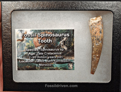 2.23" Authentic Spinosaurus Tooth - Real Dinosaur Tooth - Fossil Driven