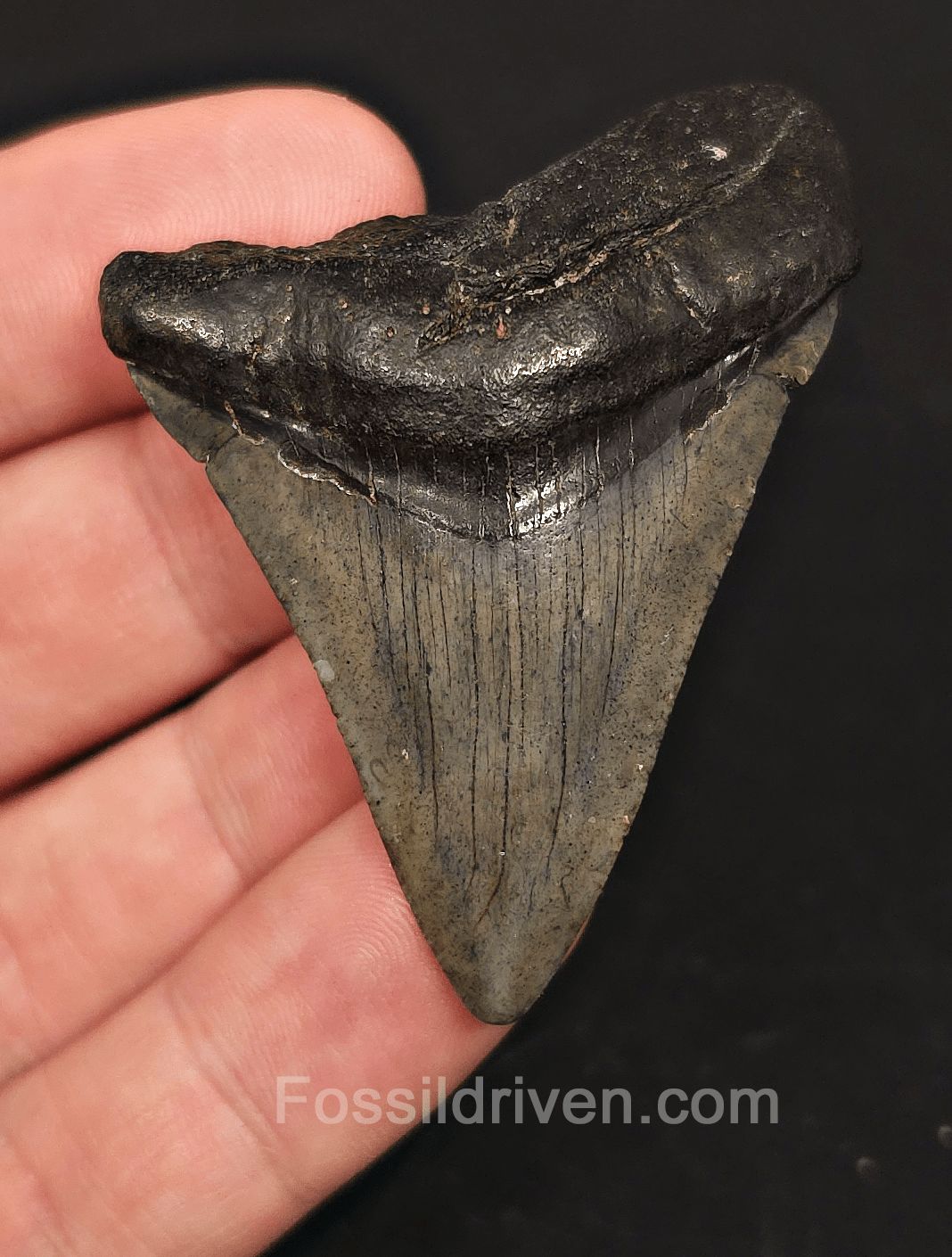 2.23" Fossil Megalodon Tooth for Sale - Beaufort, South Carolina | Fossil Driven - Fossil Driven