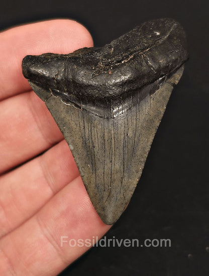 2.23" Fossil Megalodon Tooth for Sale - Beaufort, South Carolina | Fossil Driven - Fossil Driven