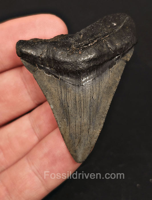 2.23" Fossil Megalodon Tooth for Sale - Beaufort, South Carolina | Fossil Driven - Fossil Driven