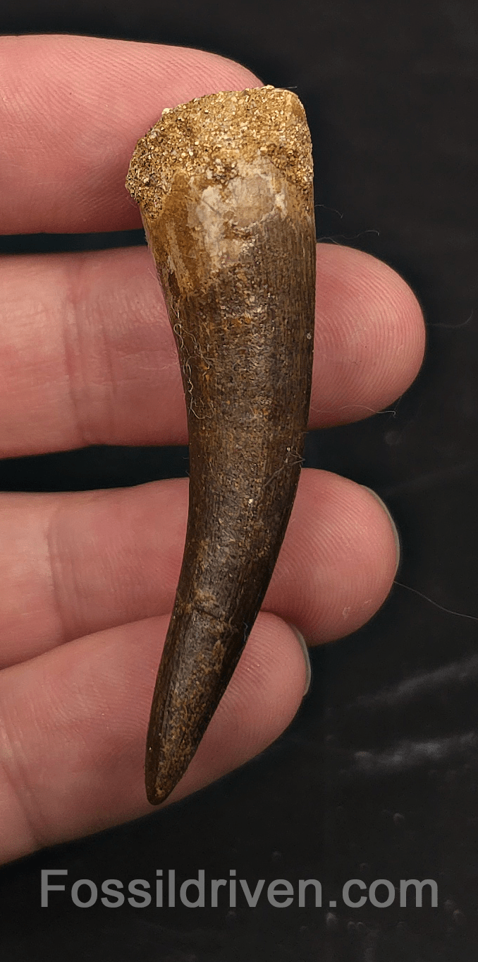 2.23" Fossil Plesiosaur (Zarafasaurus) Tooth - Morocco - Fossil Driven
