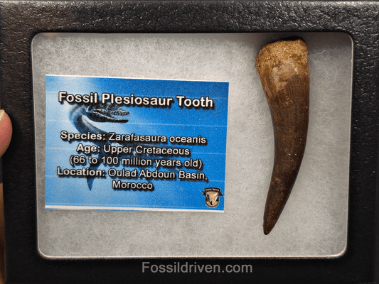 2.23" Fossil Plesiosaur (Zarafasaurus) Tooth - Morocco - Fossil Driven