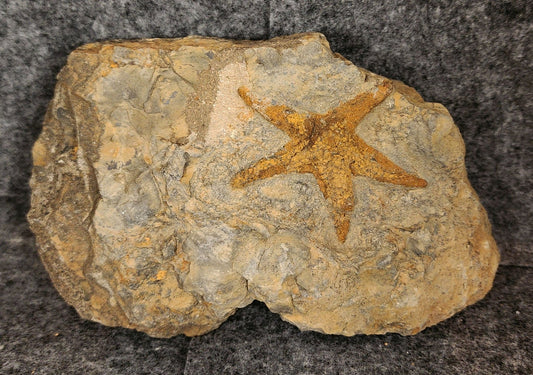 2.23" Fossil Starfish – Jurassic Sea Star from Morocco in 5.15" Matrix - Fossil Driven