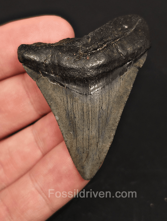 2.23" South Carolina Megalodon Tooth - Solid Specimen - Authentic Fossil Shark Tooth - Fossil Driven