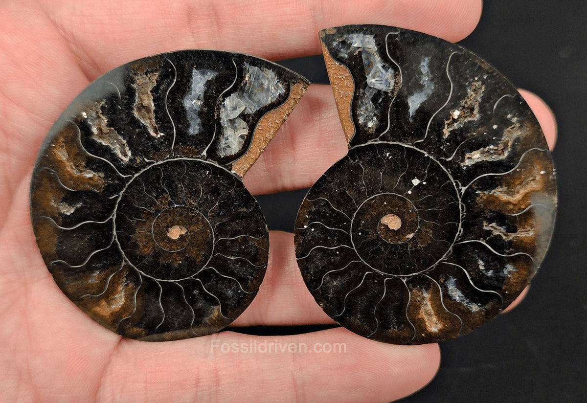 2.24" Cut & Polished Black Agatized Ammonite Fossil – Display Specimen | Fossil Driven - Fossil Driven