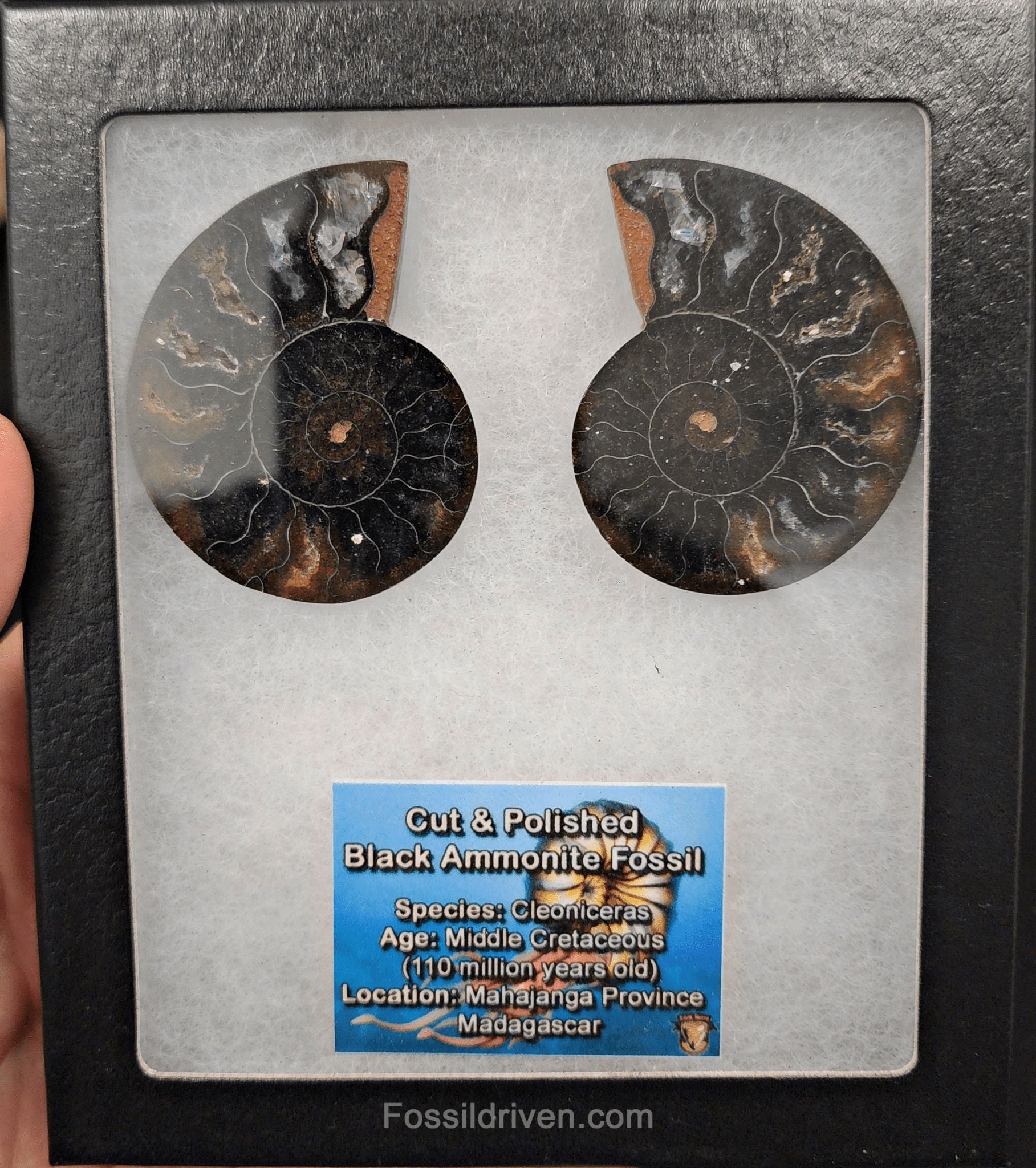 2.24" Cut & Polished Black Agatized Ammonite Fossil – Display Specimen | Fossil Driven - Fossil Driven