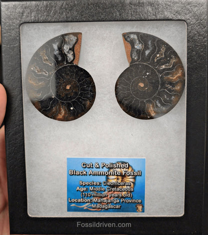 2.24" Cut & Polished Black Agatized Ammonite Fossil – Display Specimen | Fossil Driven - Fossil Driven