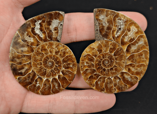 2.26" Cut & Polished Agatized Ammonite Fossil – Display Specimen | Fossil Driven - Fossil Driven