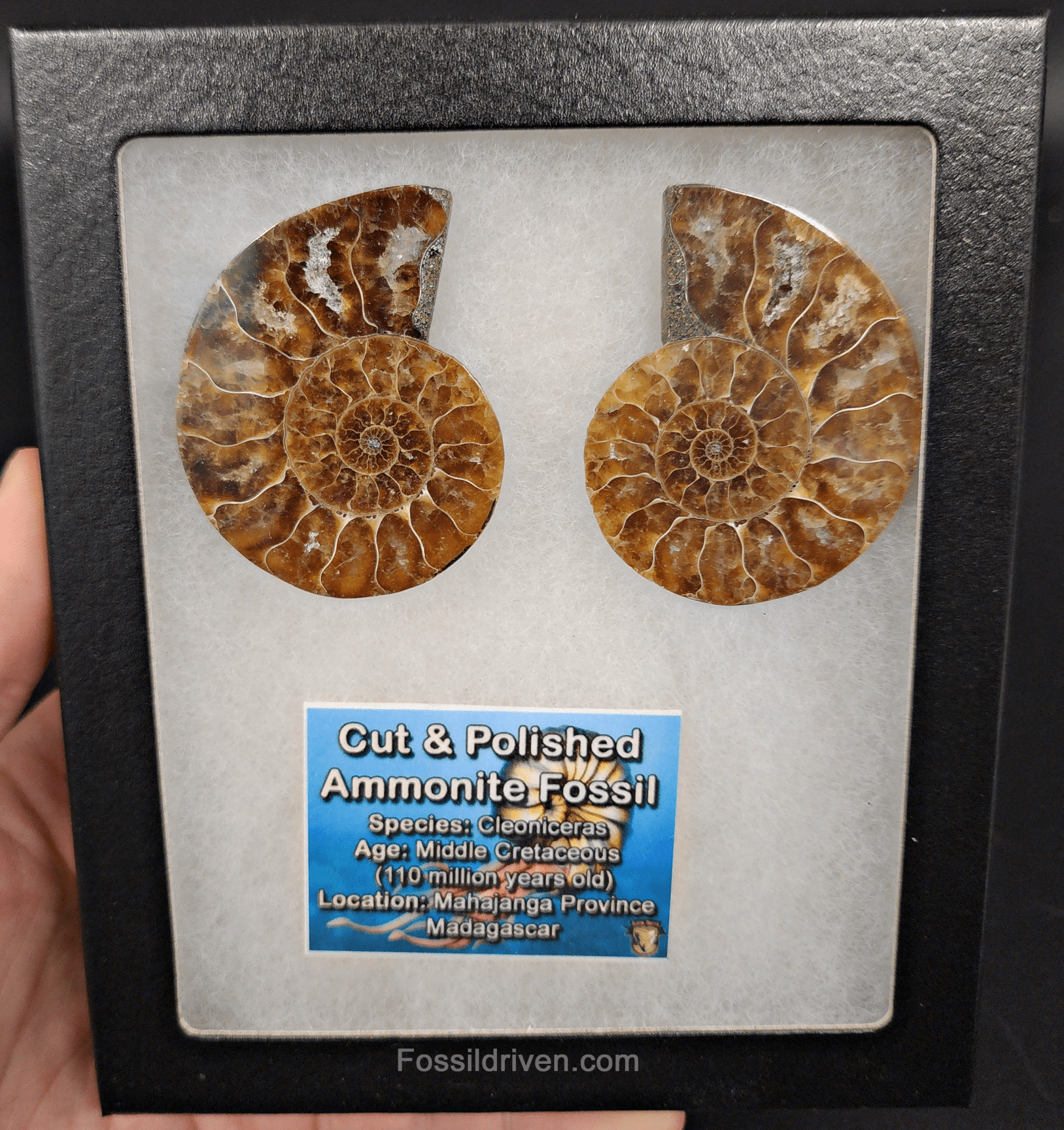 2.26" Cut & Polished Agatized Ammonite Fossil – Display Specimen | Fossil Driven - Fossil Driven