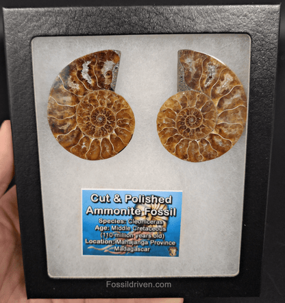 2.26" Cut & Polished Agatized Ammonite Fossil – Display Specimen | Fossil Driven - Fossil Driven