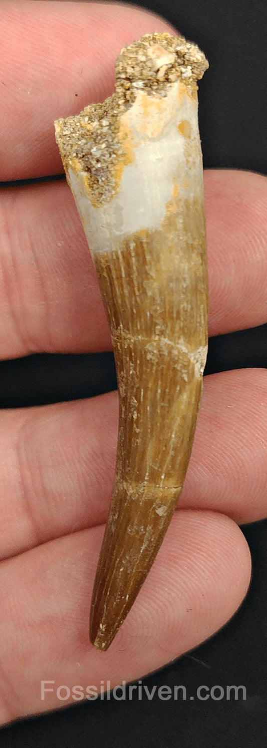 2.26" Fossil Plesiosaur (Zarafasaurus) Tooth - Morocco - Fossil Driven