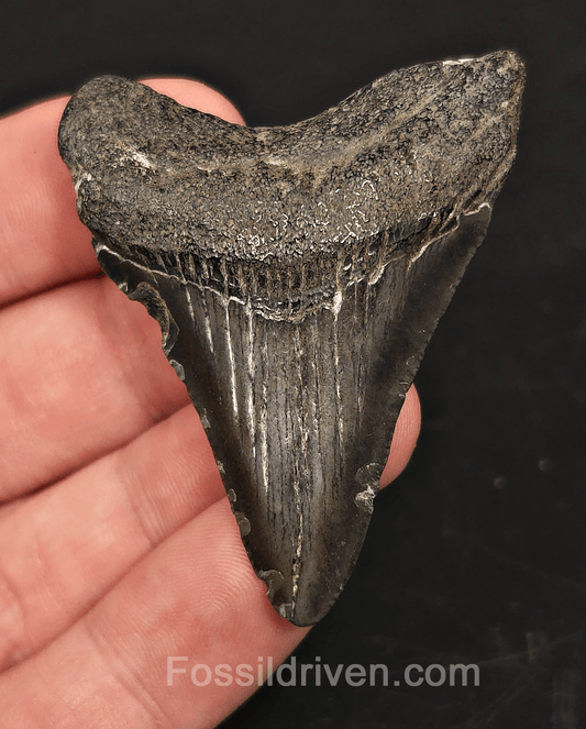 2.26" South Carolina Megalodon Tooth - Solid Specimen - Authentic Fossil Shark Tooth - Fossil Driven