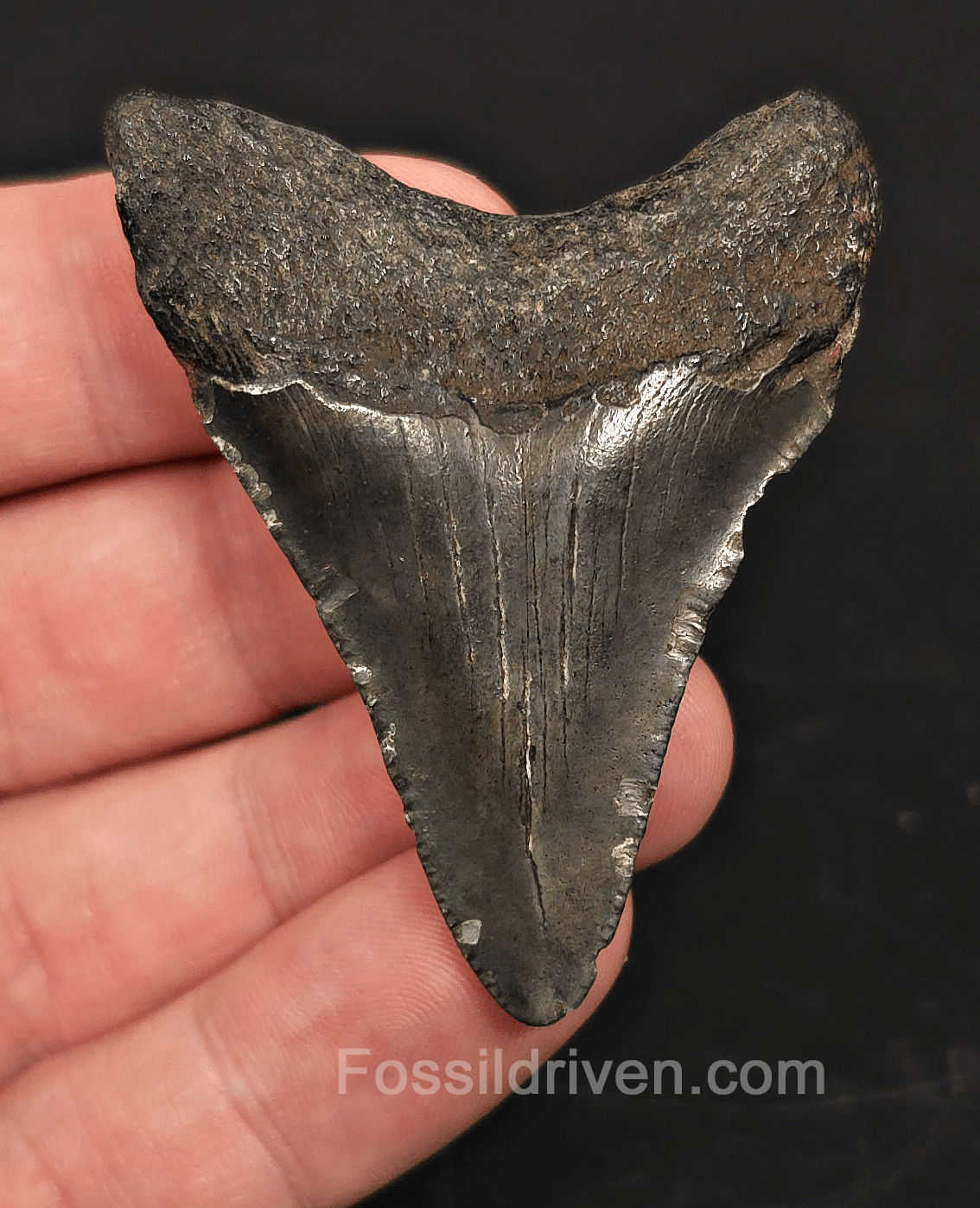 2.26" South Carolina Megalodon Tooth - Solid Specimen - Authentic Fossil Shark Tooth - Fossil Driven