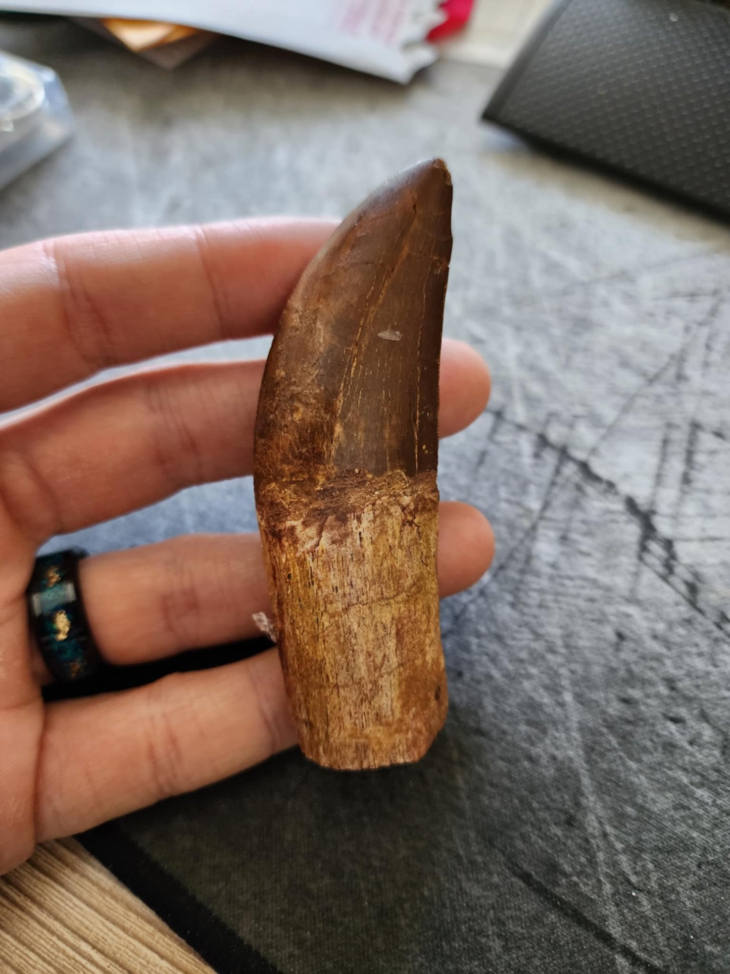 Fossil Carcharodontosaurus Tooth