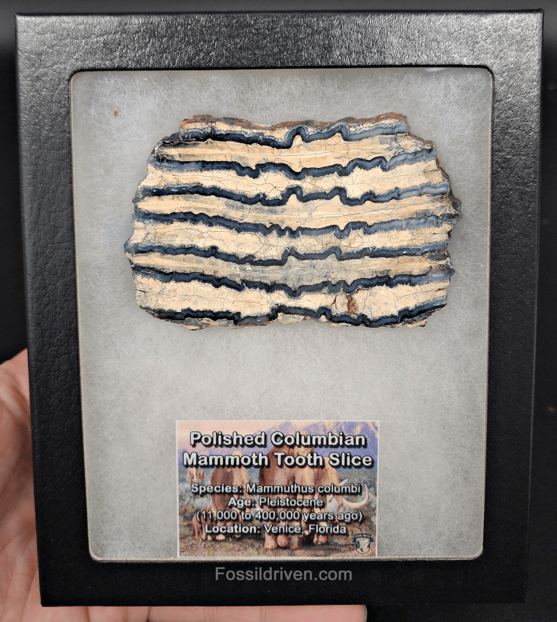 2.27" Columbian Mammoth Tooth Slice – Authentic Fossil | Fossil Driven - Fossil Driven