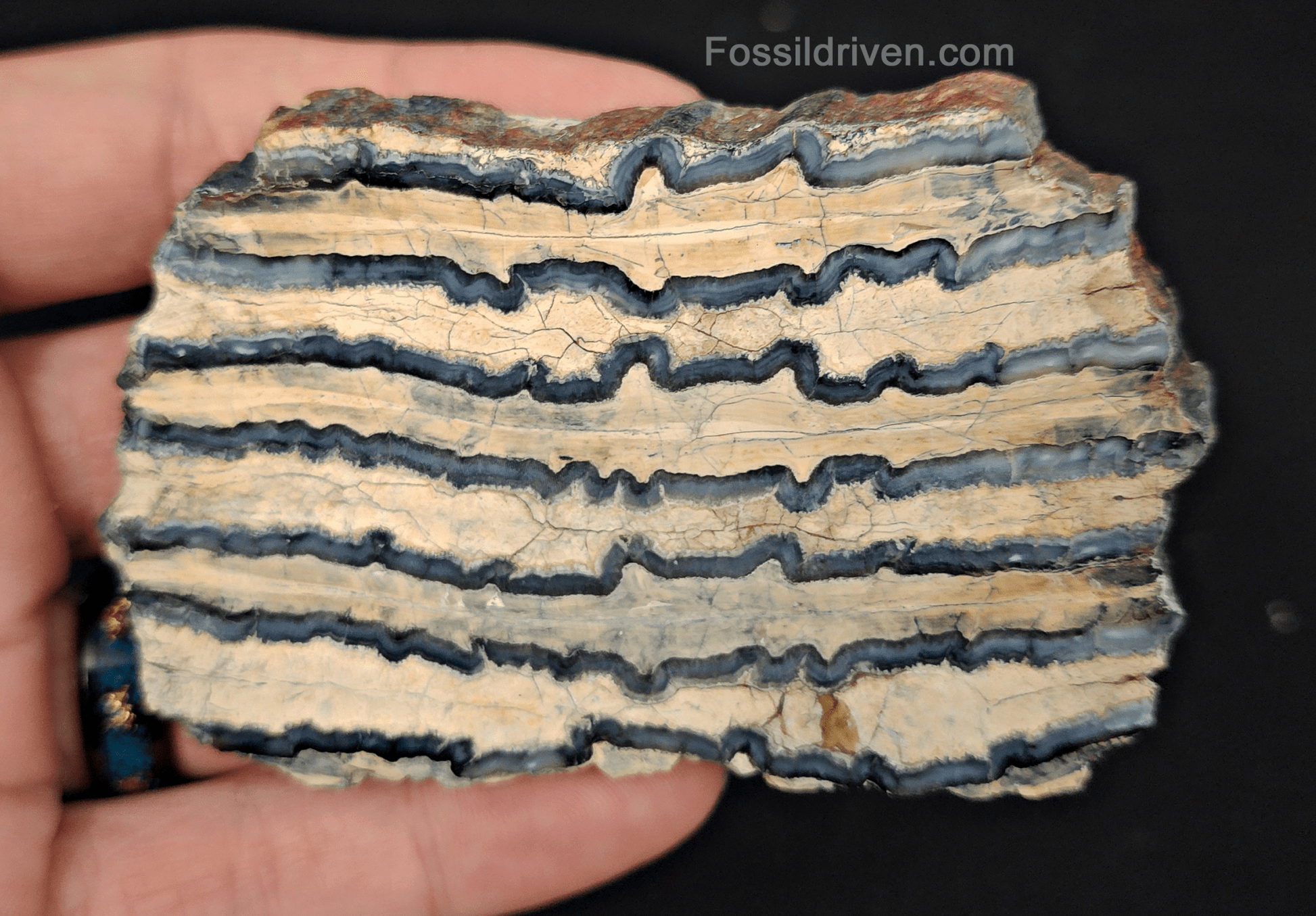 2.27" Columbian Mammoth Tooth Slice – Authentic Fossil | Fossil Driven - Fossil Driven