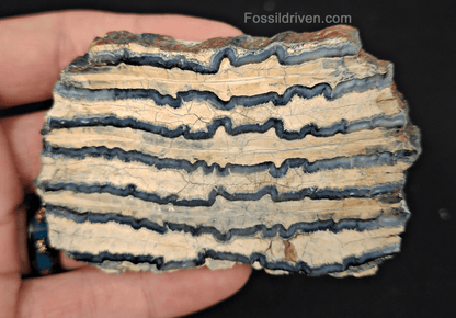 2.27" Columbian Mammoth Tooth Slice – Authentic Fossil | Fossil Driven - Fossil Driven