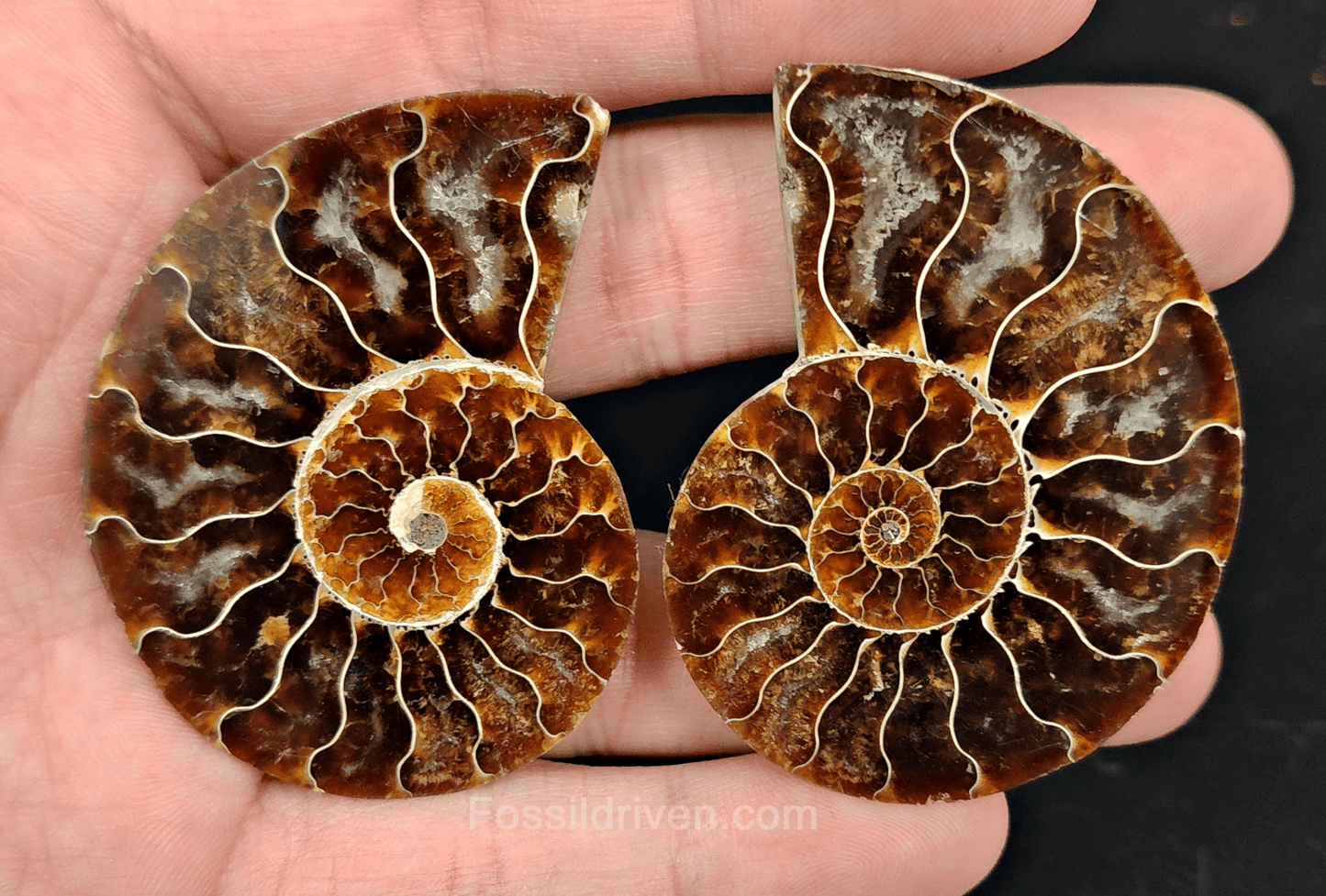 2.27" Cut & Polished Agatized Ammonite Fossil – Display Specimen | Fossil Driven - Fossil Driven