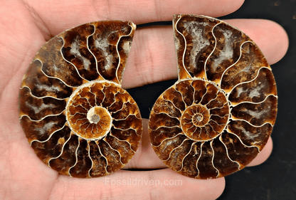 2.27" Cut & Polished Agatized Ammonite Fossil – Display Specimen | Fossil Driven - Fossil Driven