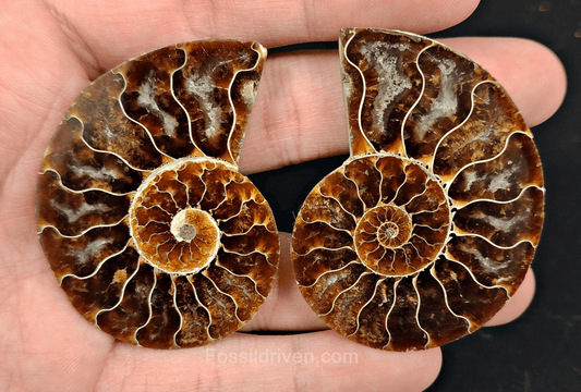 2.27" Cut & Polished Agatized Ammonite Fossil – Display Specimen | Fossil Driven - Fossil Driven