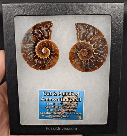 2.27" Cut & Polished Agatized Ammonite Fossil – Display Specimen | Fossil Driven - Fossil Driven