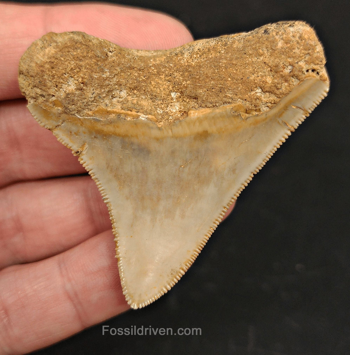 2.27" Fossil Megalodon Tooth - Java, Indonesia | Fossil Driven - Fossil Driven