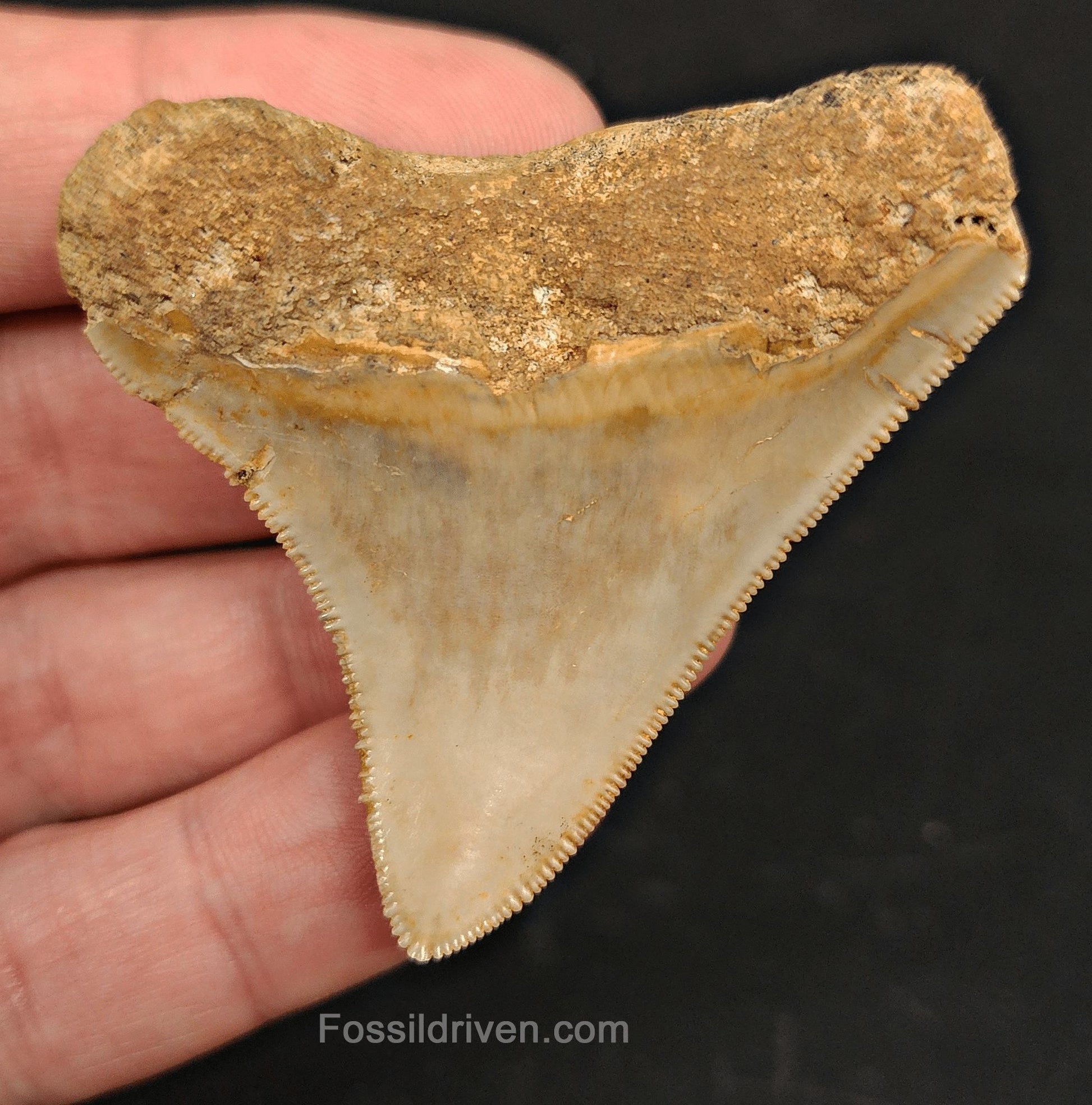 2.27" Fossil Megalodon Tooth - Java, Indonesia | Fossil Driven - Fossil Driven