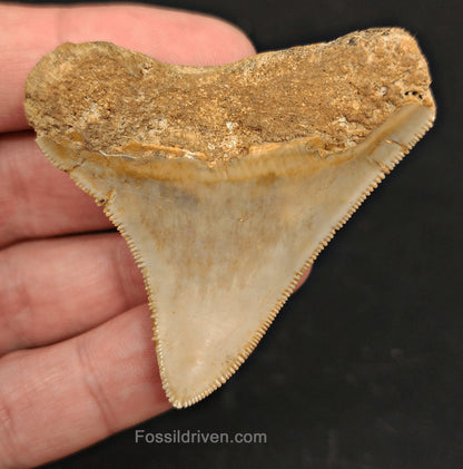 2.27" Fossil Megalodon Tooth - Java, Indonesia | Fossil Driven - Fossil Driven