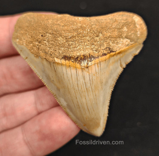 2.27" Fossil Megalodon Tooth - Java, Indonesia | Fossil Driven - Fossil Driven