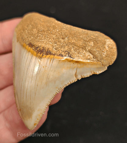 2.27" Fossil Megalodon Tooth - Java, Indonesia | Fossil Driven - Fossil Driven