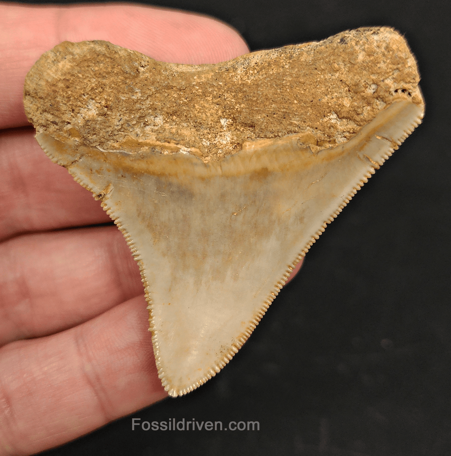 2.27" Indonesian Megalodon Tooth - Serrated Specimen - Real Fossil Shark Tooth - Fossil Driven