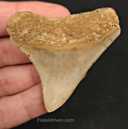 2.27" Indonesian Megalodon Tooth - Serrated Specimen - Real Fossil Shark Tooth - Fossil Driven