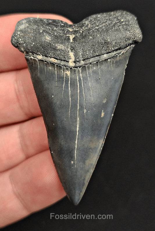 2.28" Fossil Isurus hastalis Shark Tooth – Venice, Florida | Authentic Prehistoric Fossil - Fossil Driven
