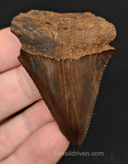 2.29" Fossil Great White Tooth - Meherrin River - 100% Authentic - Fossil Driven