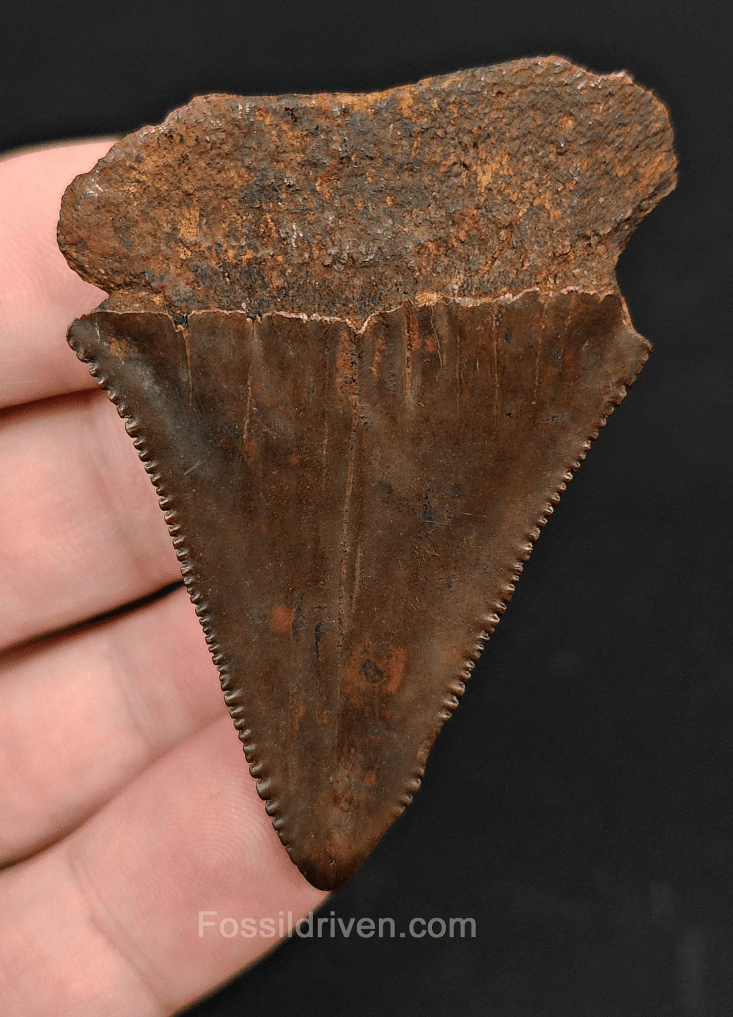 2.29" Fossil Great White Tooth - Meherrin River - 100% Authentic - Fossil Driven