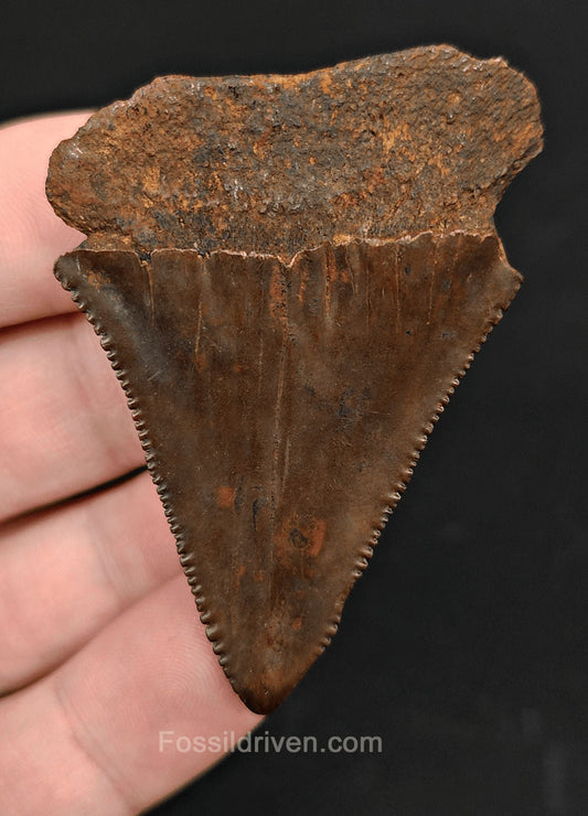 2.29" Fossil Great White Tooth - Meherrin River - 100% Authentic - Fossil Driven