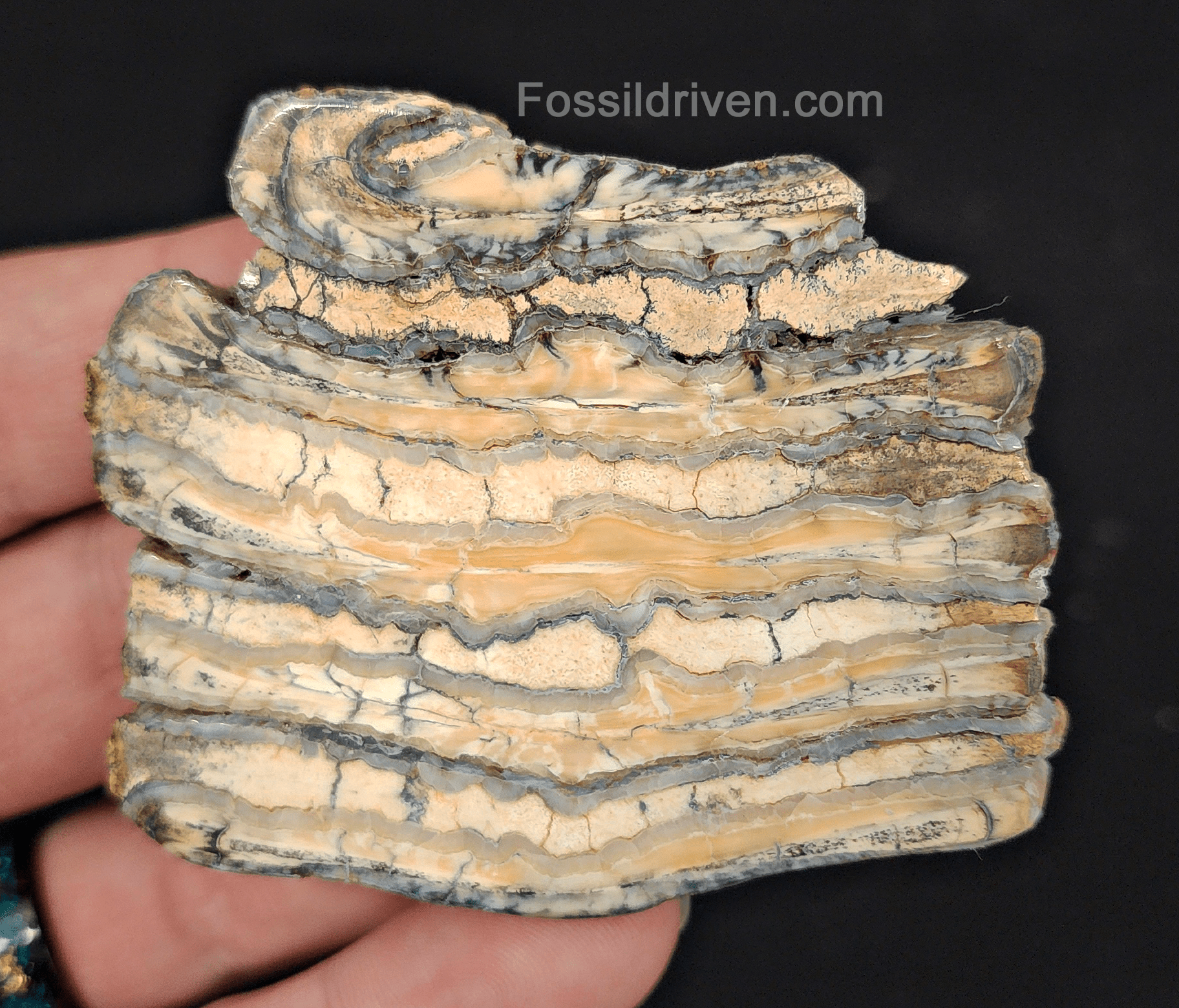 2.30" Columbian Mammoth Tooth Slice – Authentic Fossil | Fossil Driven - Fossil Driven