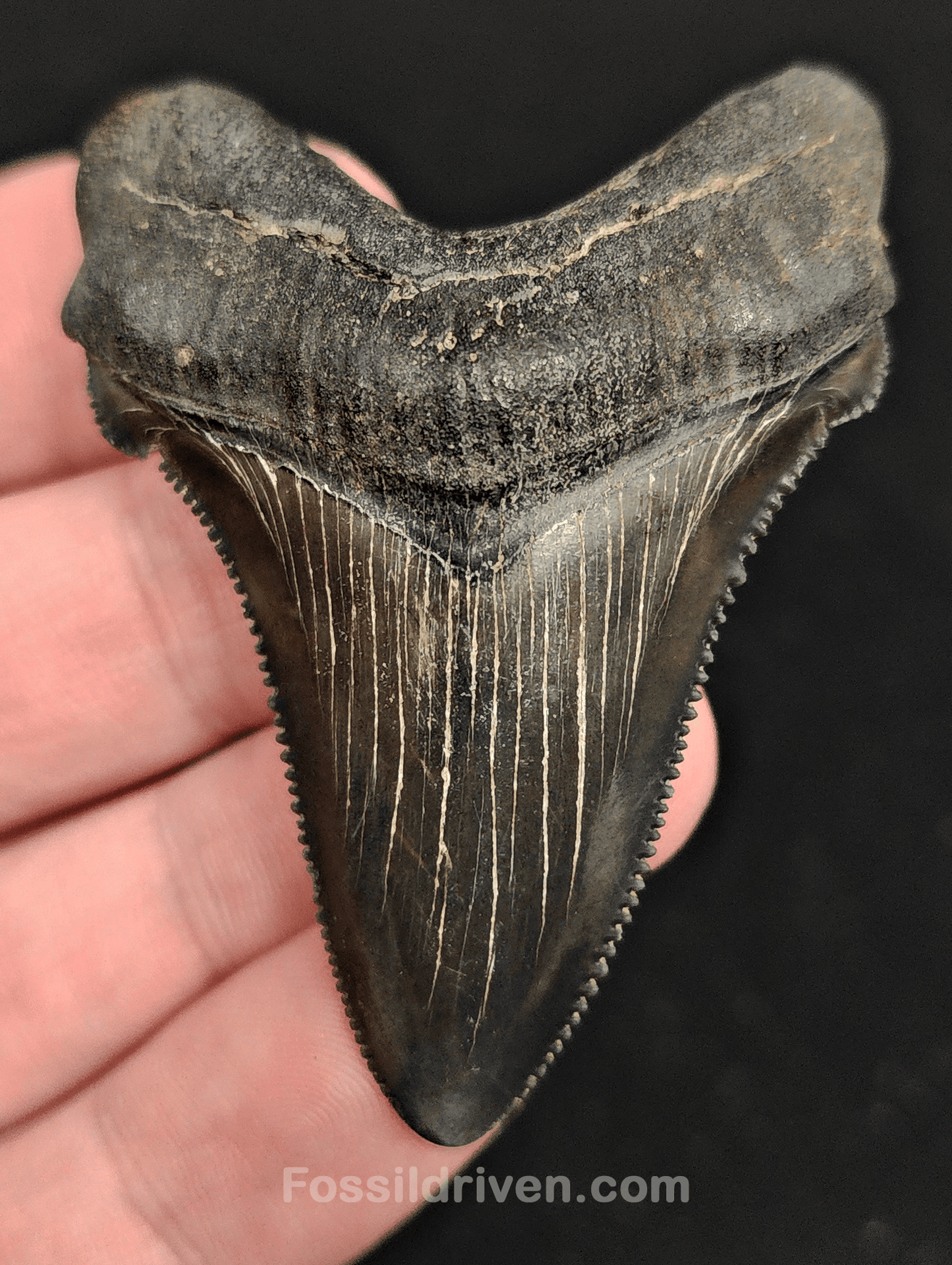2.30" Fossil Angustidens Shark Tooth – Beaufort, South Carolina (Otodus angustidens) - Fossil Driven