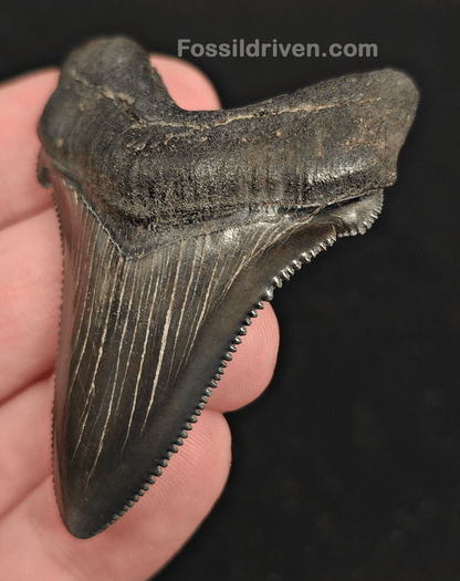 2.30" Fossil Angustidens Shark Tooth – Beaufort, South Carolina (Otodus angustidens) - Fossil Driven