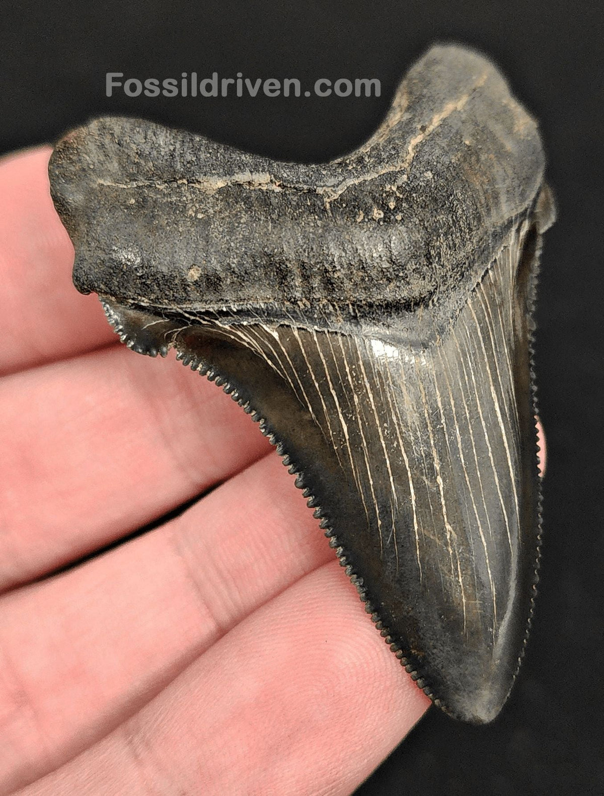 2.30" Fossil Angustidens Shark Tooth – South Carolina (Otodus angustidens) - Fossil Driven