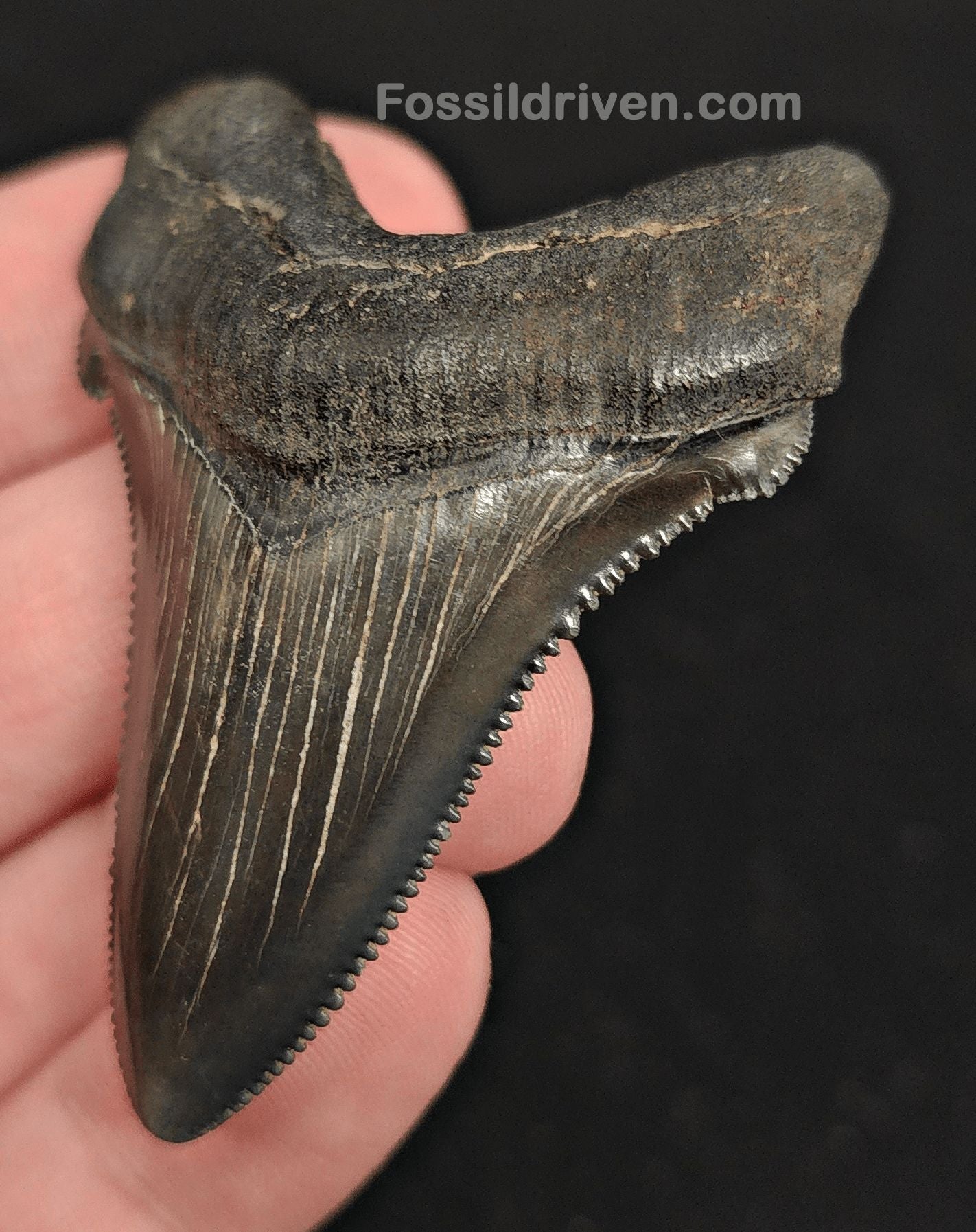 2.30" Fossil Angustidens Shark Tooth – South Carolina (Otodus angustidens) - Fossil Driven