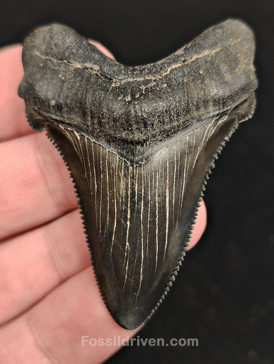 2.30" Fossil Angustidens Shark Tooth – South Carolina (Otodus angustidens) - Fossil Driven