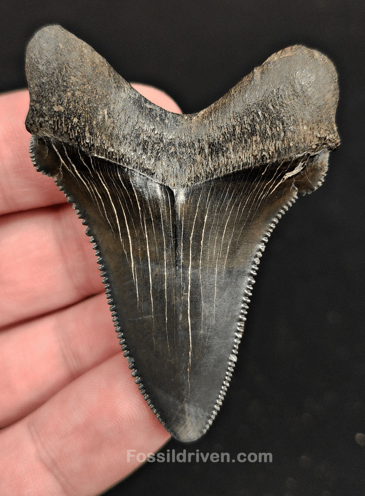 2.30" Fossil Angustidens Shark Tooth – South Carolina (Otodus angustidens) - Fossil Driven